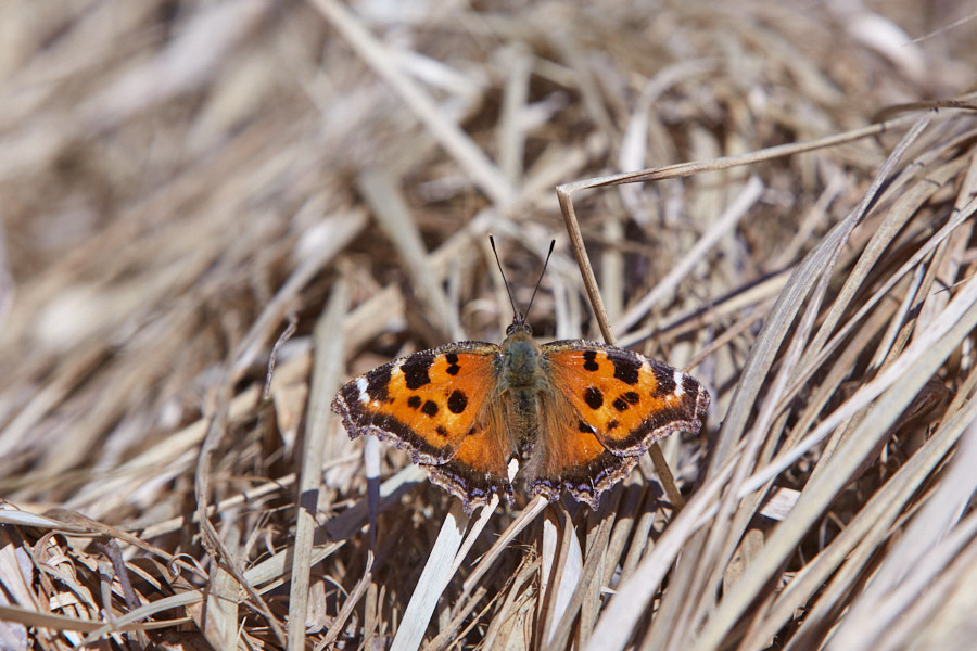 Päeva pilt Päeva pilt