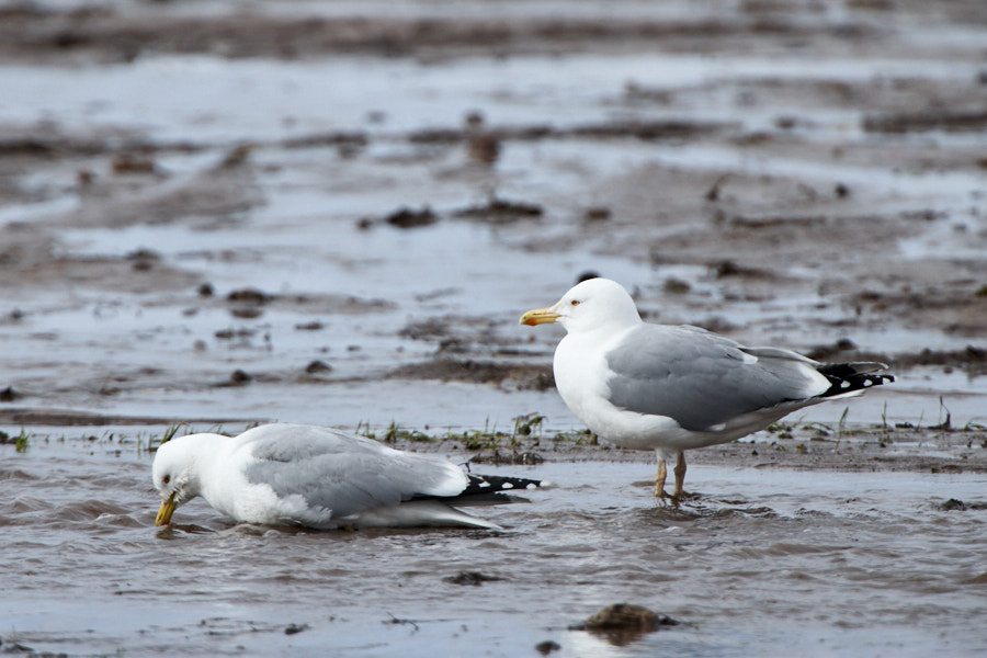 Päeva pilt Päeva pilt