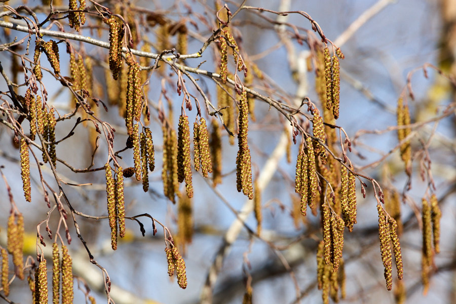 Päeva pilt Päeva pilt