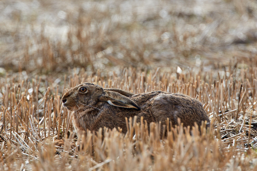 Päeva pilt Päeva pilt