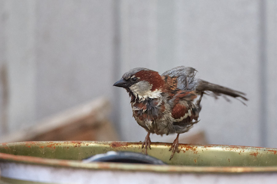 Päeva pilt Päeva pilt