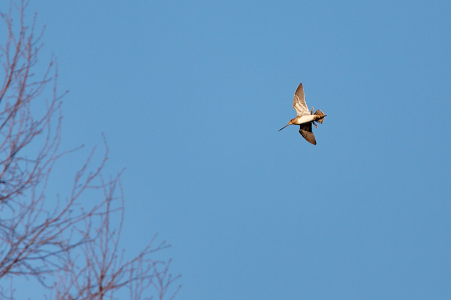 Päeva pilt Päeva pilt