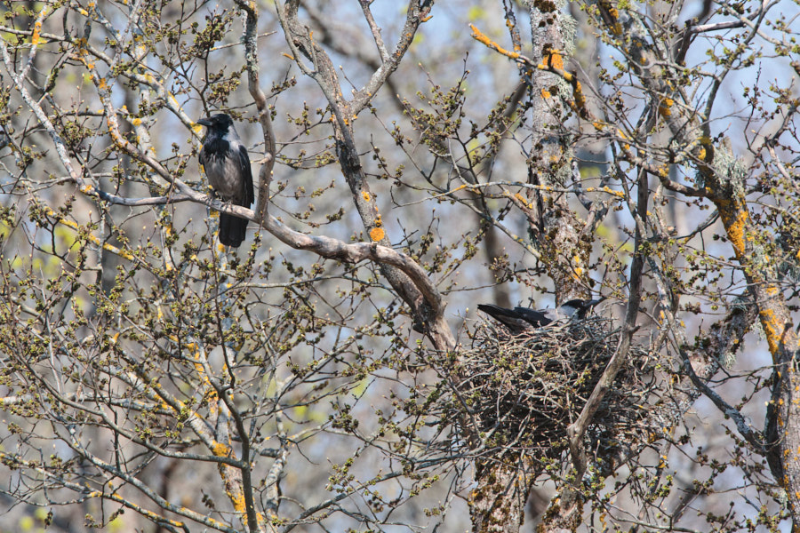 Päeva pilt Päeva pilt