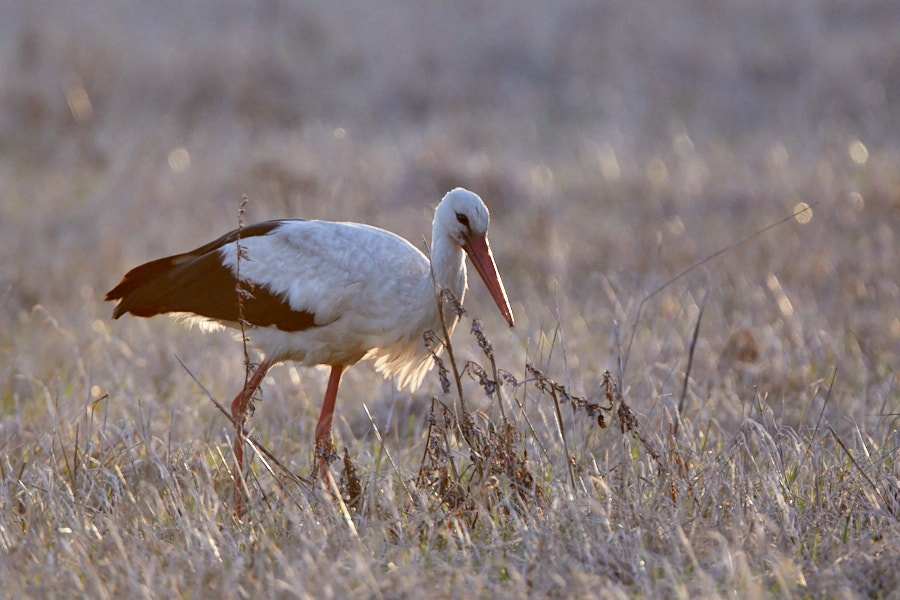 Päeva pilt Päeva pilt