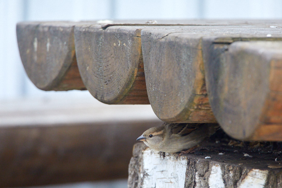 Päeva pilt Päeva pilt