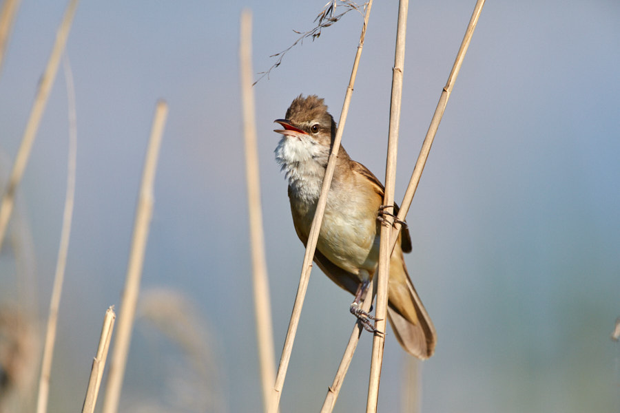 Päeva pilt Päeva pilt