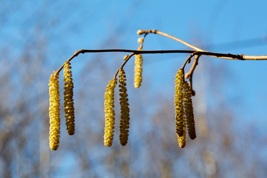 Päeva pilt Päeva pilt