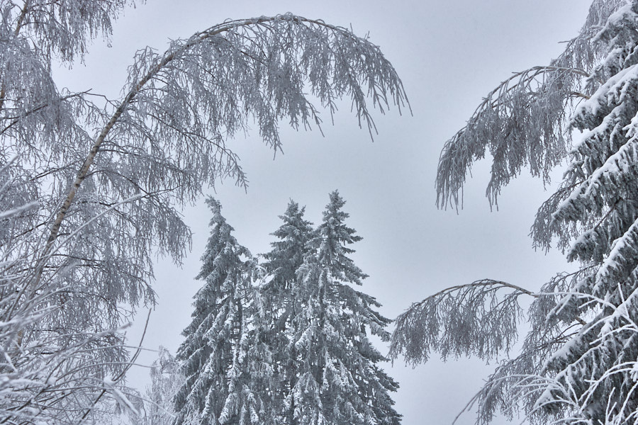 Päeva pilt Päeva pilt