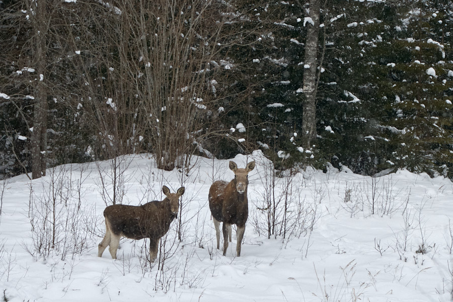 Päeva pilt Päeva pilt