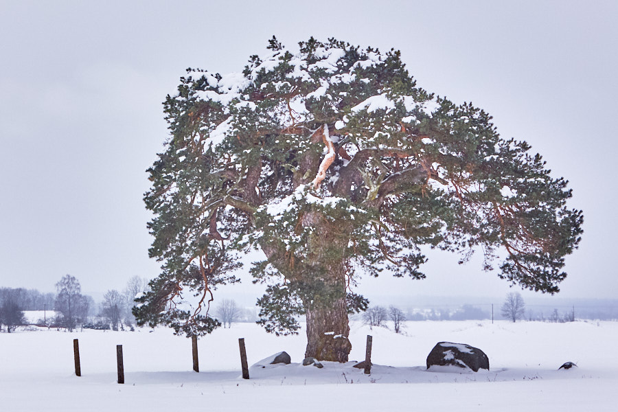 Päeva pilt Päeva pilt