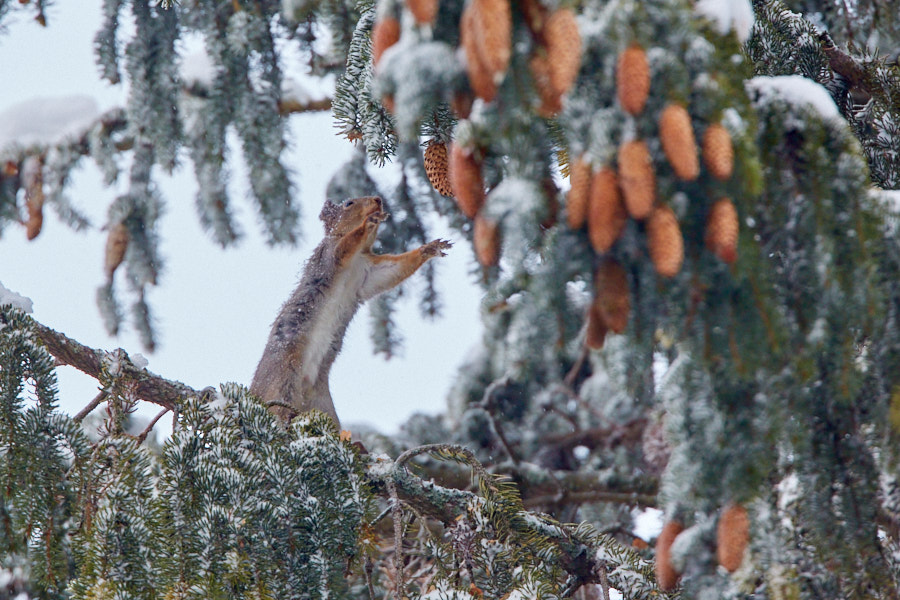 Päeva pilt Päeva pilt