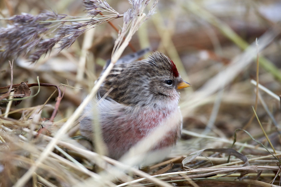 Päeva pilt Päeva pilt