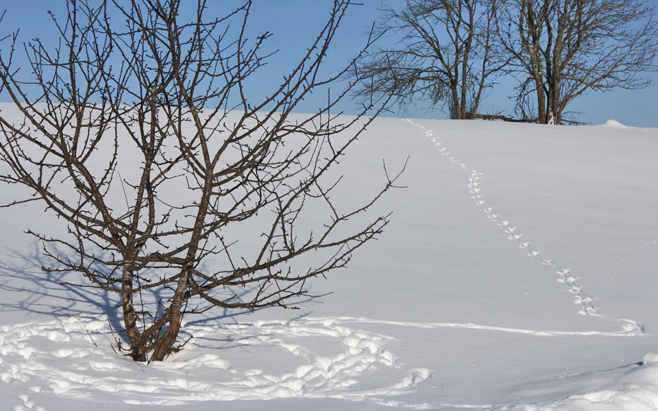 Päeva pilt Päeva pilt