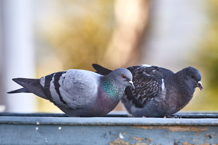 Päeva pilt Päeva pilt