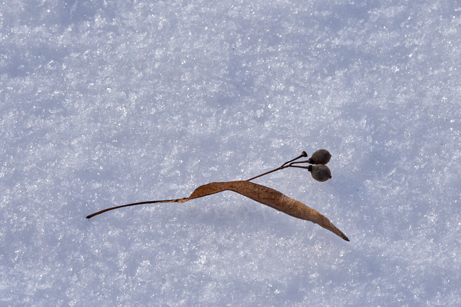 Päeva pilt Päeva pilt