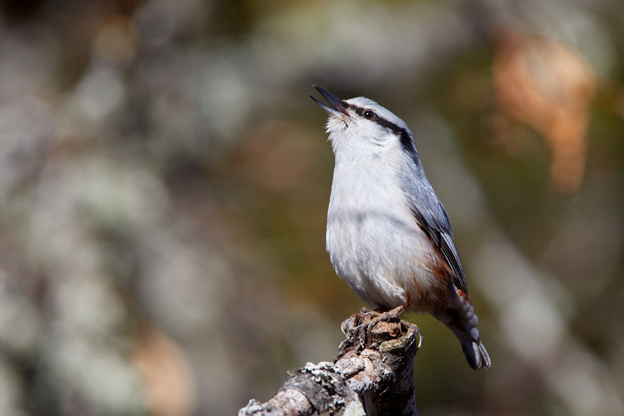 Päeva pilt Päeva pilt