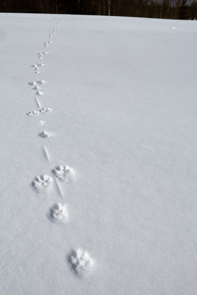 Päeva pilt Päeva pilt