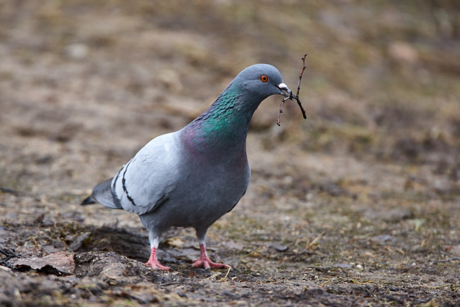 Päeva pilt Päeva pilt