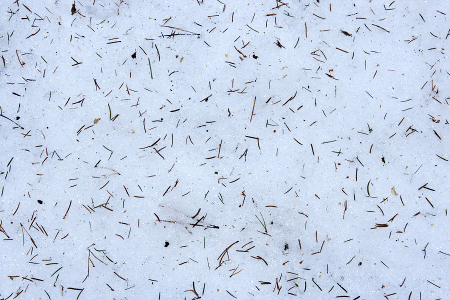 Päeva pilt Päeva pilt