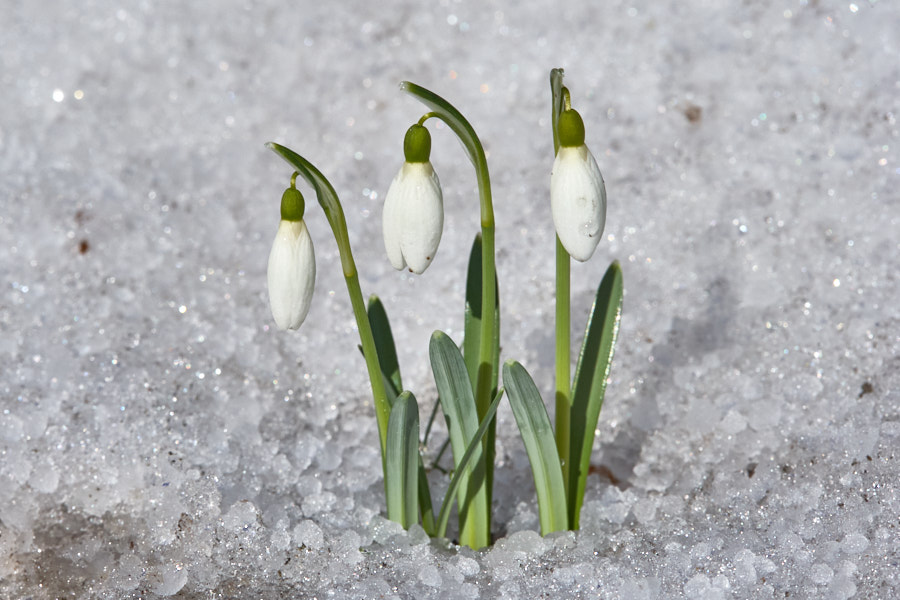 Päeva pilt Päeva pilt