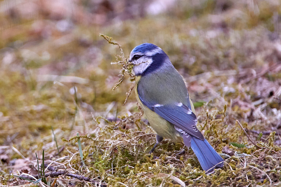 Päeva pilt Päeva pilt