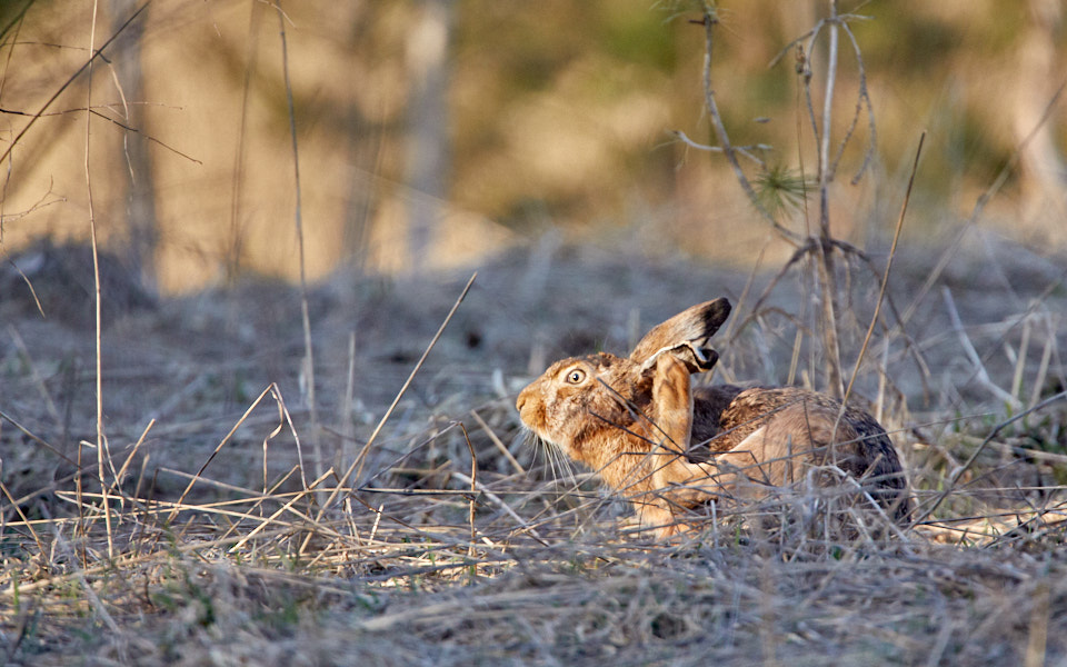 Päeva pilt Päeva pilt