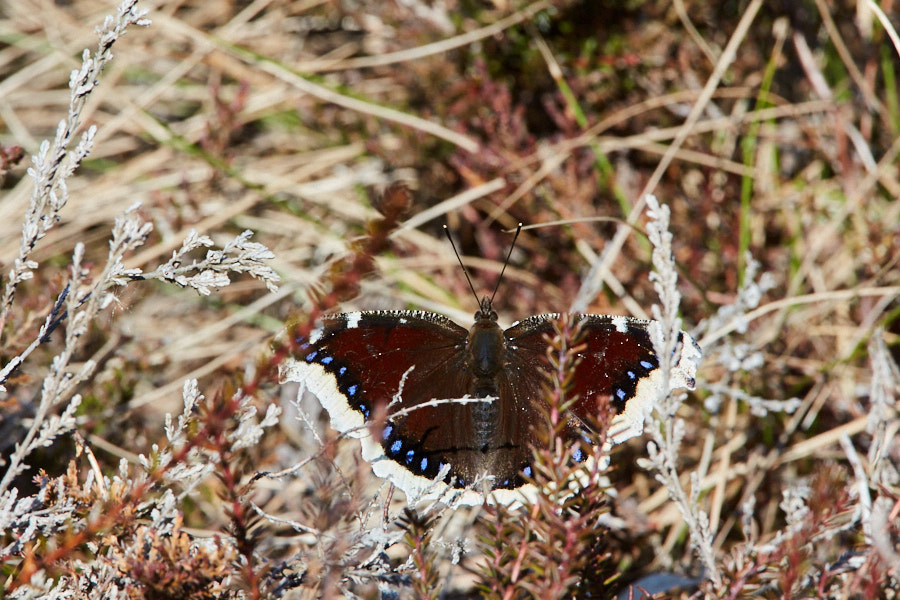 Päeva pilt Päeva pilt