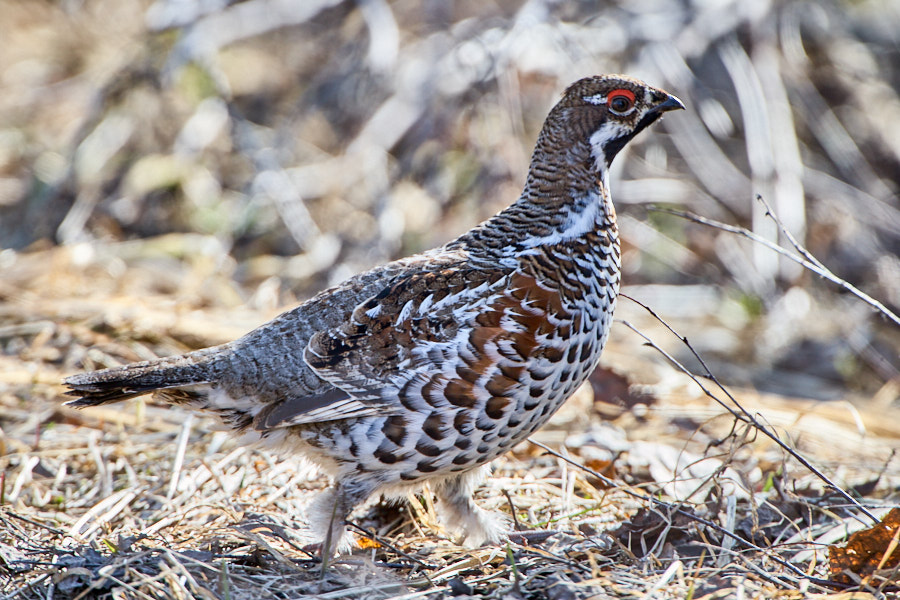 Päeva pilt Päeva pilt