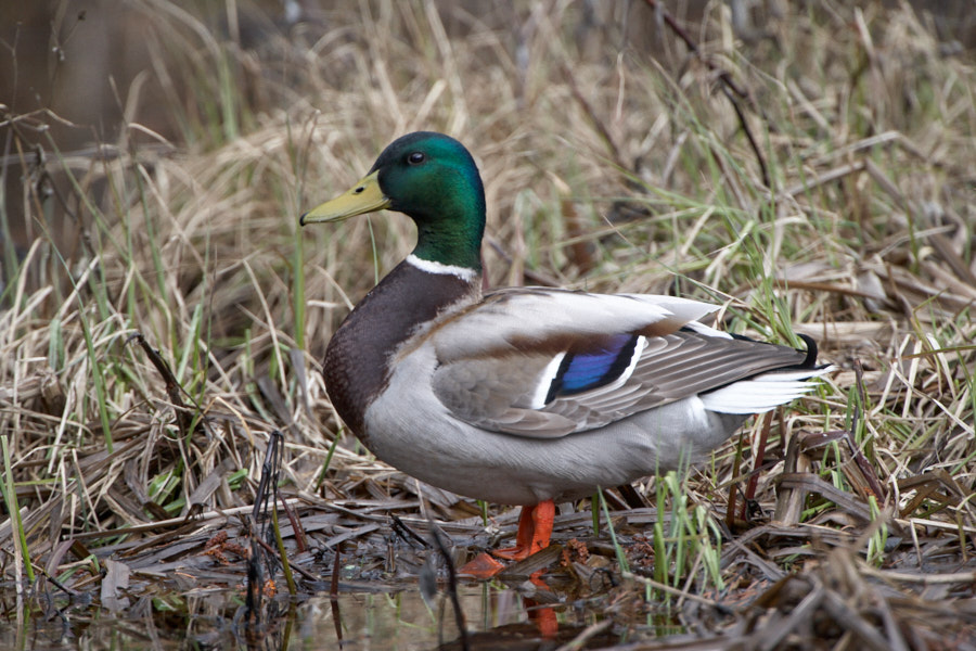 Päeva pilt Päeva pilt