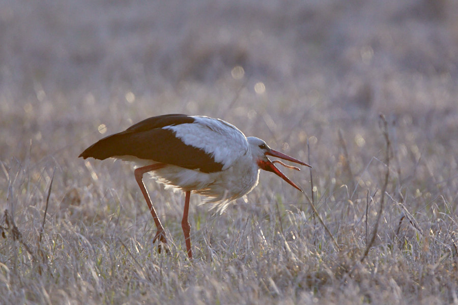 Päeva pilt Päeva pilt