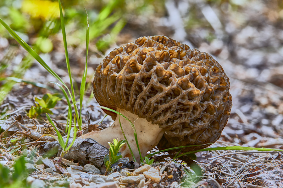 Päeva pilt Päeva pilt