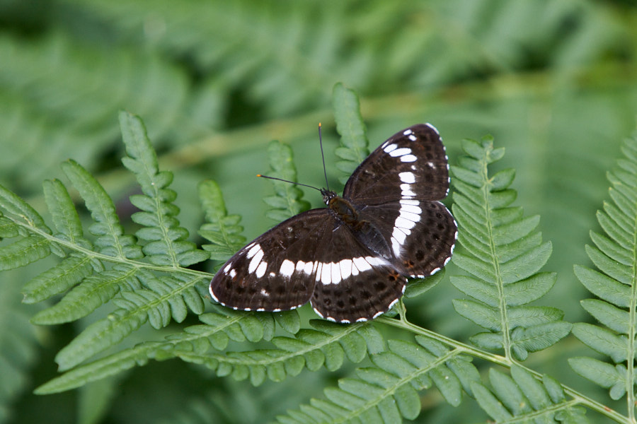Päeva pilt Päeva pilt
