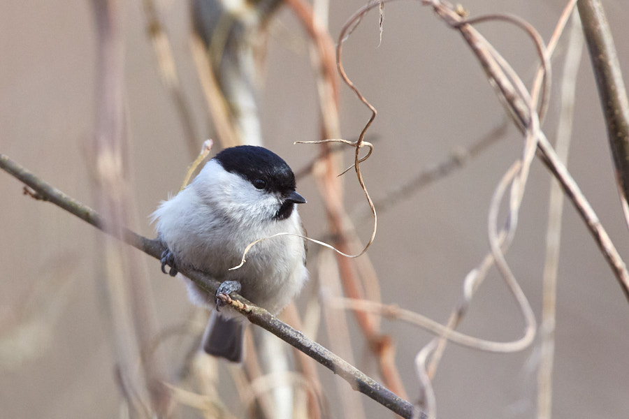 Päeva pilt Päeva pilt