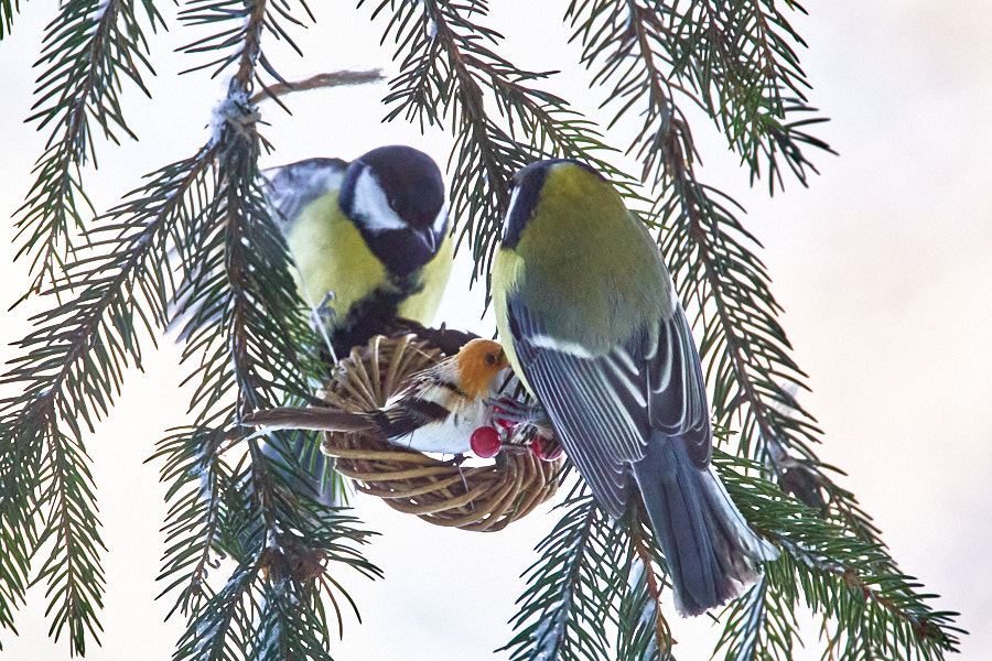 Päeva pilt Päeva pilt