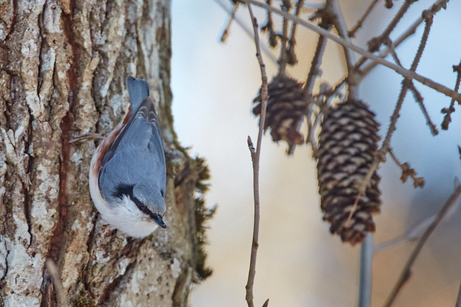 Päeva pilt Päeva pilt