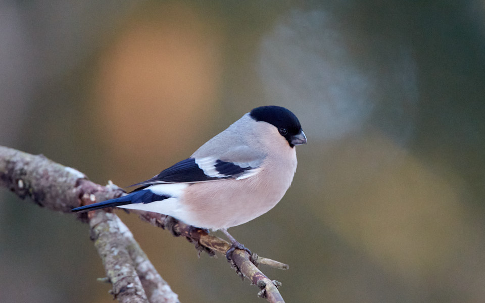 Päeva pilt Päeva pilt