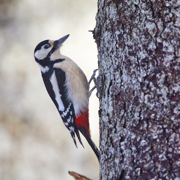 Päeva pilt Päeva pilt