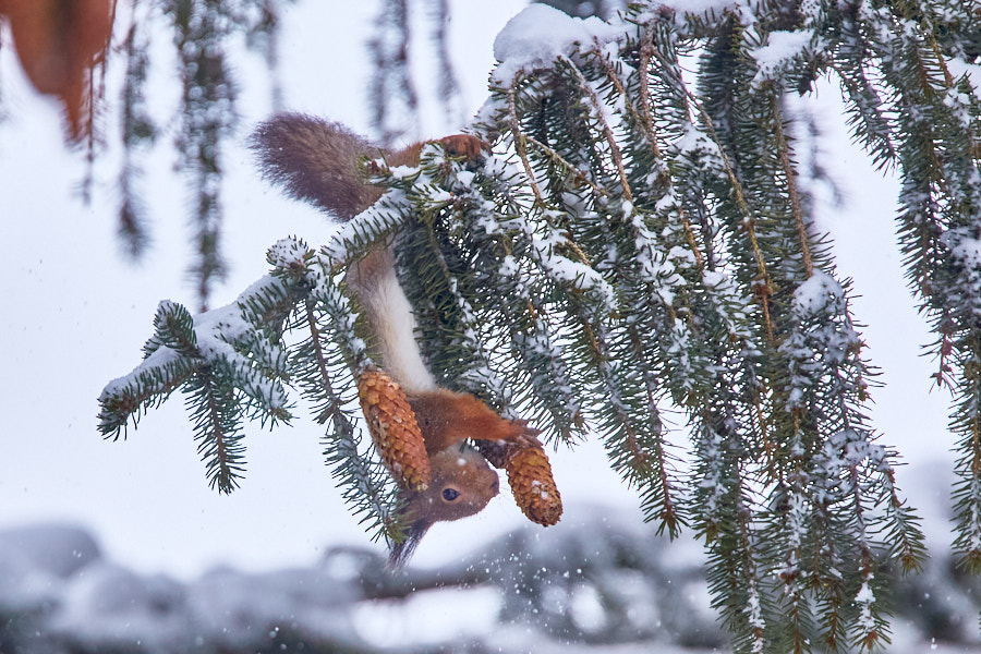 Päeva pilt Päeva pilt