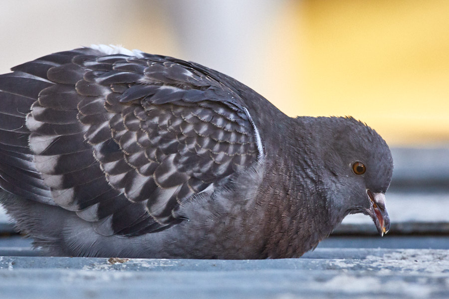 Päeva pilt Päeva pilt