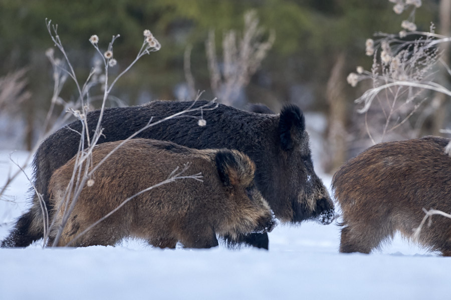 Päeva pilt Päeva pilt