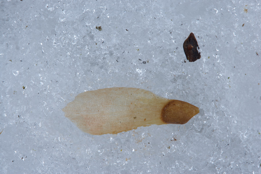 Päeva pilt Päeva pilt