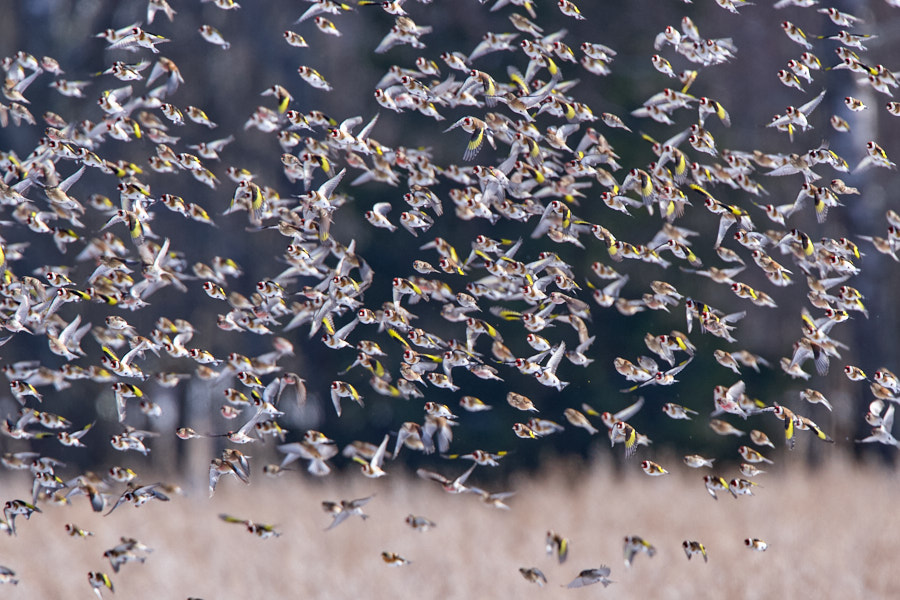 Päeva pilt Päeva pilt