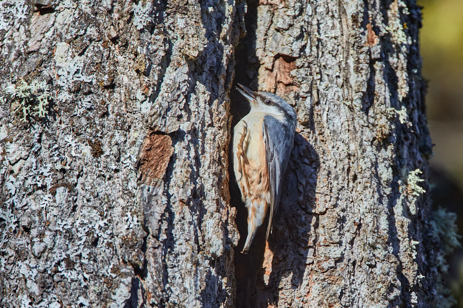 Päeva pilt Päeva pilt