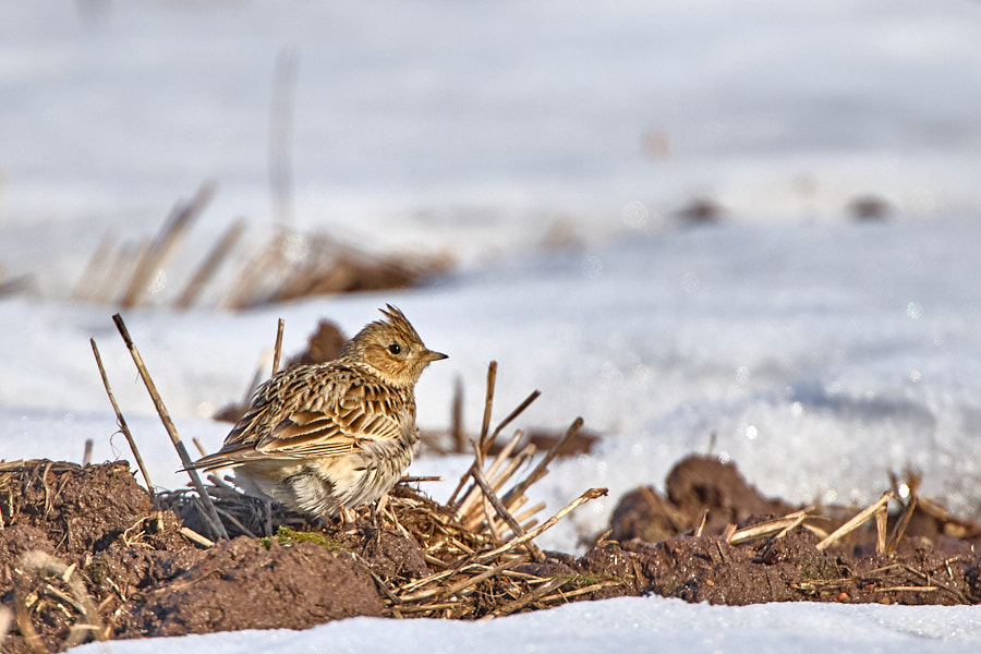 Päeva pilt Päeva pilt