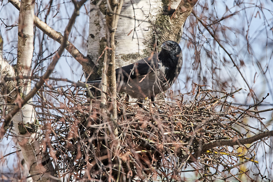 Päeva pilt Päeva pilt