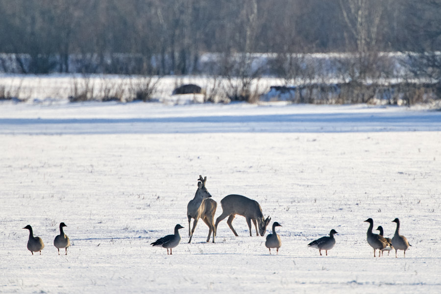 Päeva pilt Päeva pilt