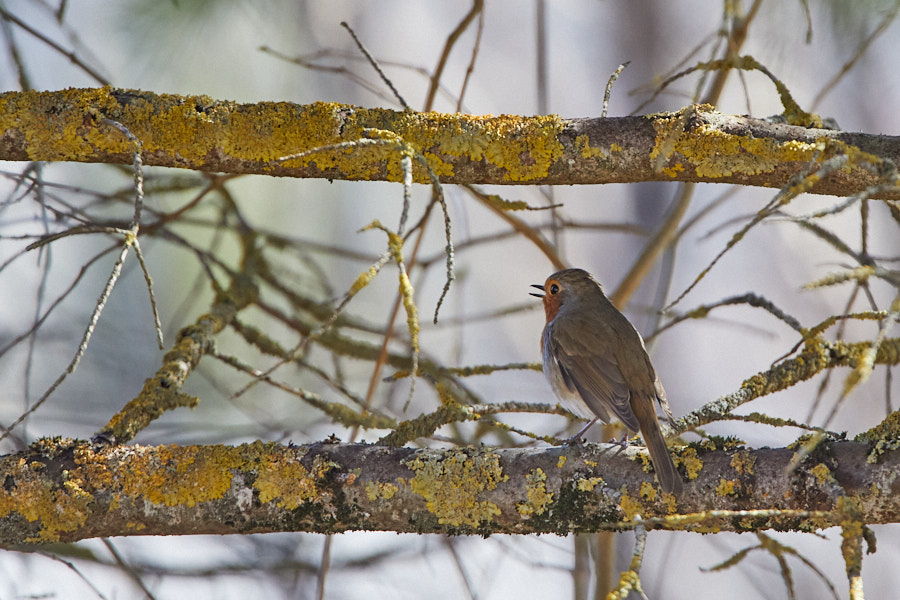 Päeva pilt Päeva pilt