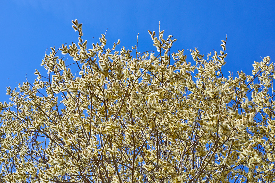 Päeva pilt Päeva pilt