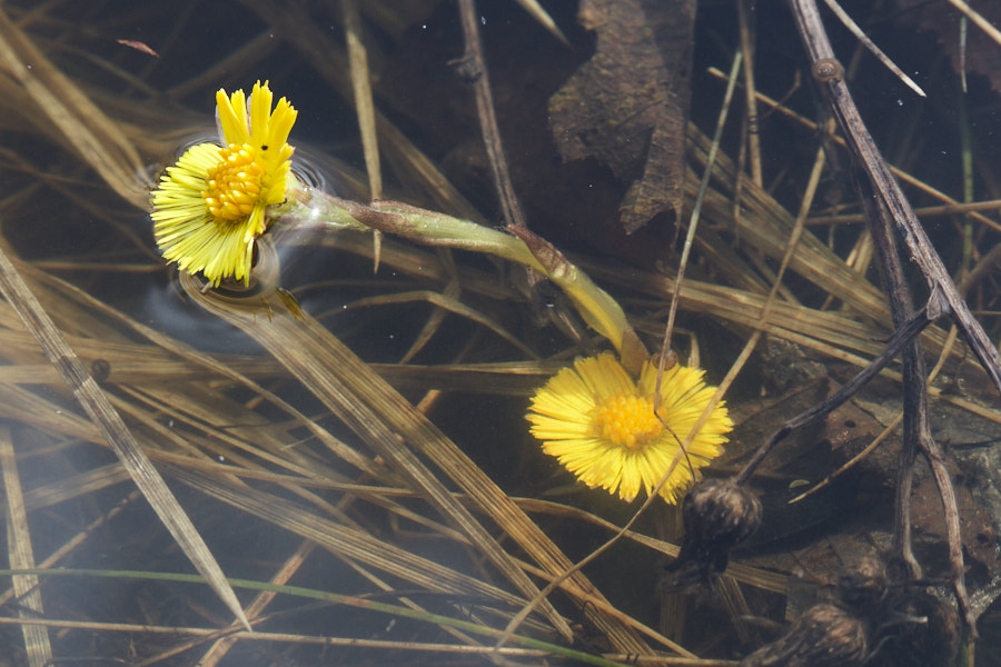 Päeva pilt Päeva pilt