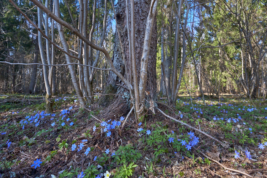 Päeva pilt Päeva pilt